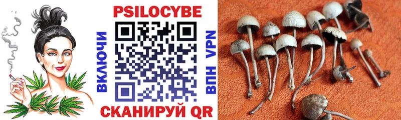 сколько стоит  Ессентуки  Псилоцибиновые грибы Cubensis 